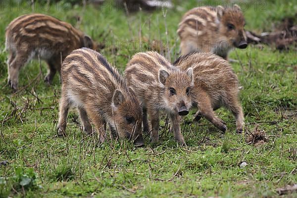 Wild boar