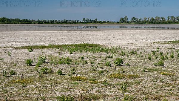 Heavily dried-up Zicksee