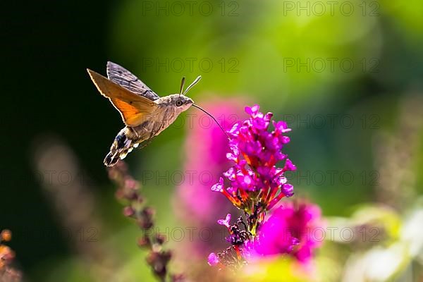 Hummingbird hawk-moth