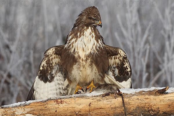 Steppe buzzard