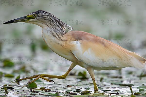 Squacco Heron