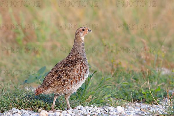 Gray partridge