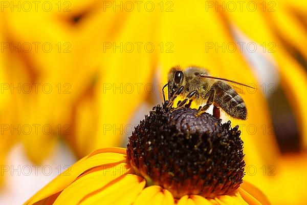 European honey bee