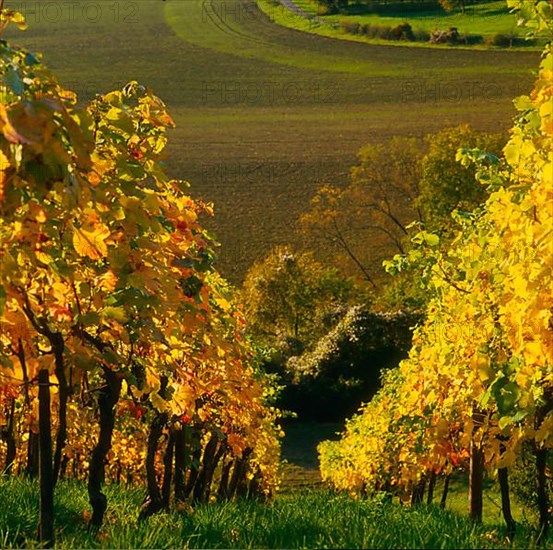 Vineyard in autumn near Diefenbach