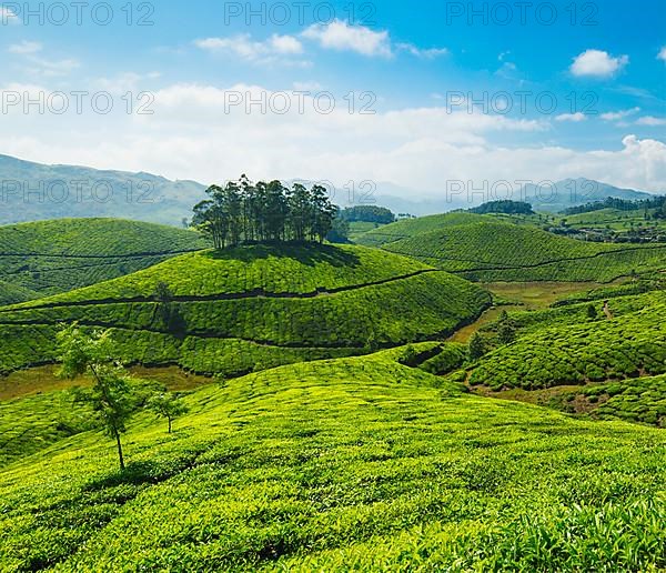 Tea plantations. Munnar