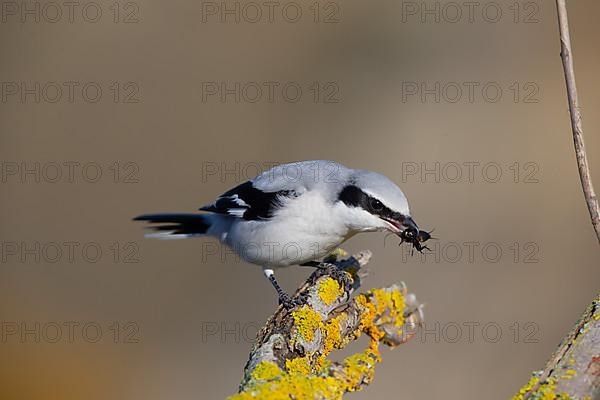 Great Grey Shrike