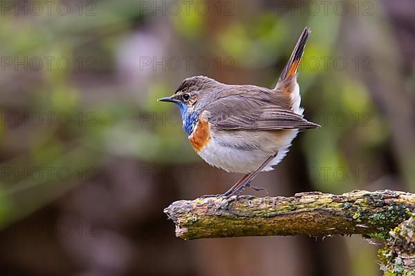 White-spotted bluethroat