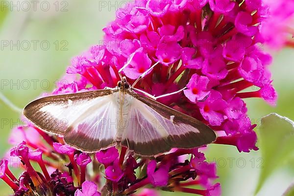 Box tree moth