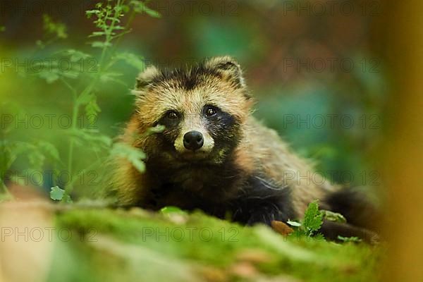 Common raccoon dog