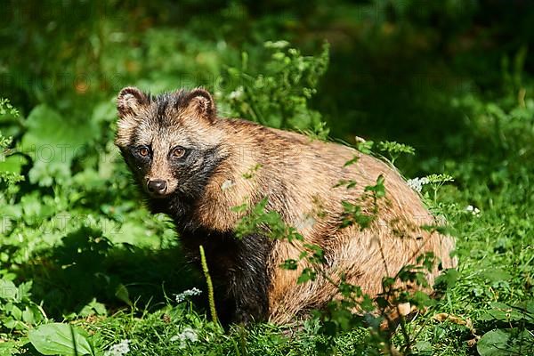 Common raccoon dog