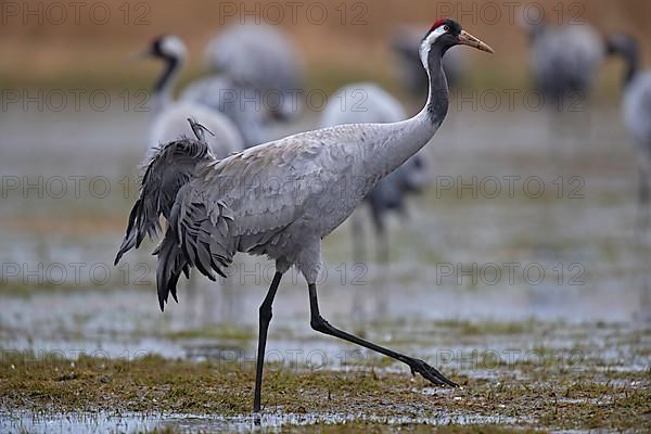 Common crane