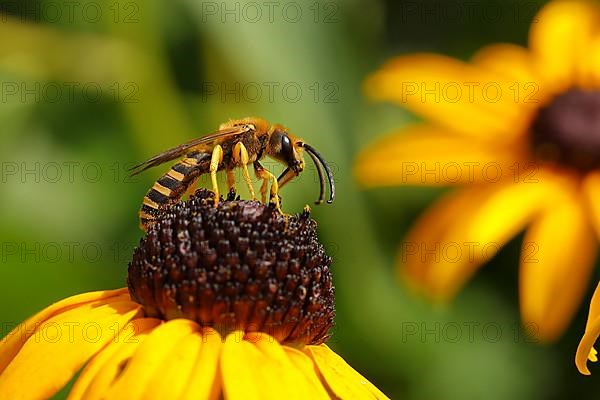 European european beewolf