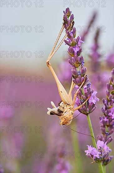 Skin of a brown-spotted bush-cricket