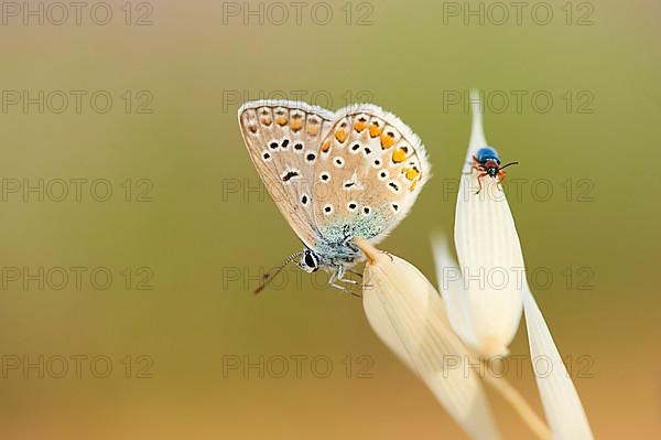 European common blue