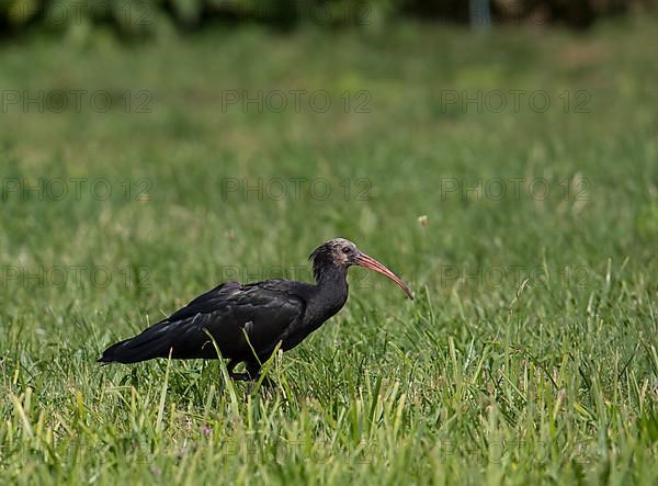 Rare northern bald ibis