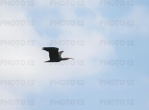 Rare Northern Bald Ibis