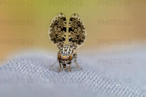 Peacock fly