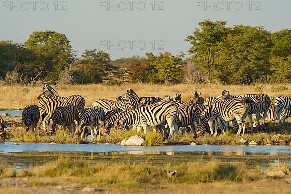 Zebra herd