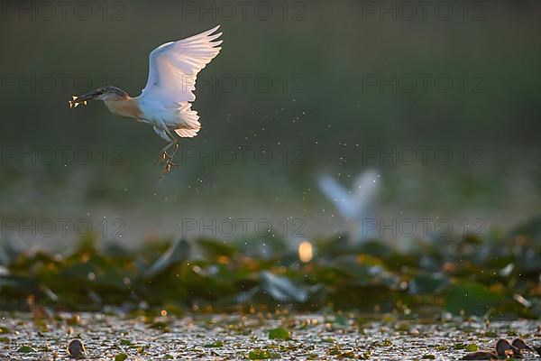 Squacco Heron