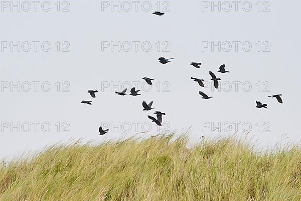 Flock of western jackdaws