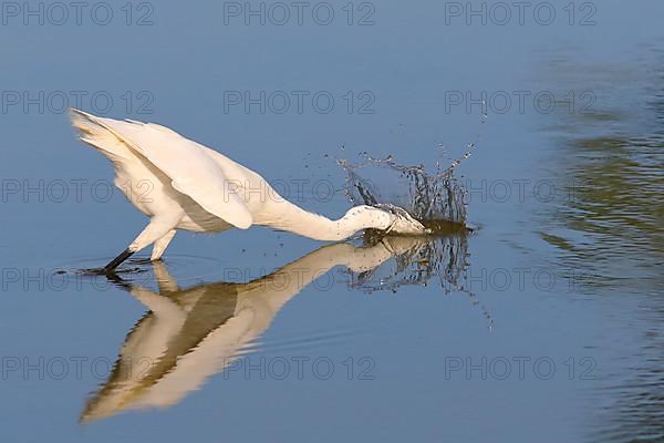 Little Egret