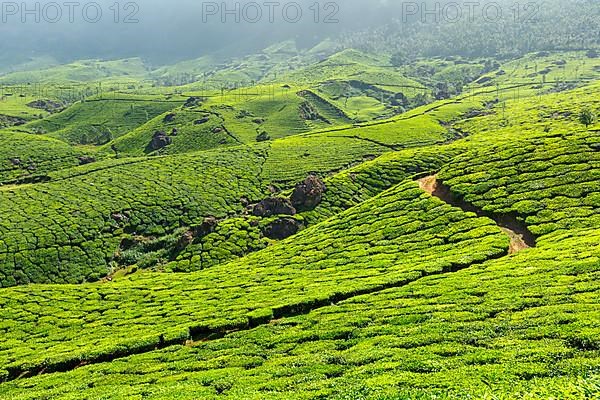Tea plantations. Munnar