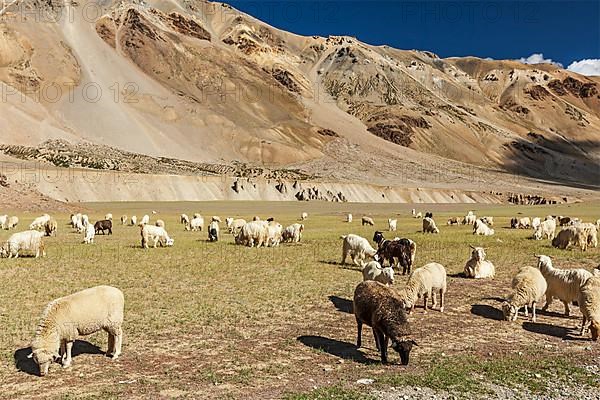 Herd of Pashmina sheep and goats grazing in Himalayas. Himachal Pradesh