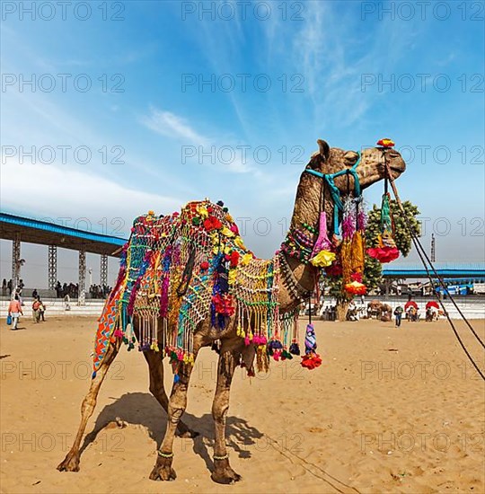 Decorated camel at Pushkar Mela