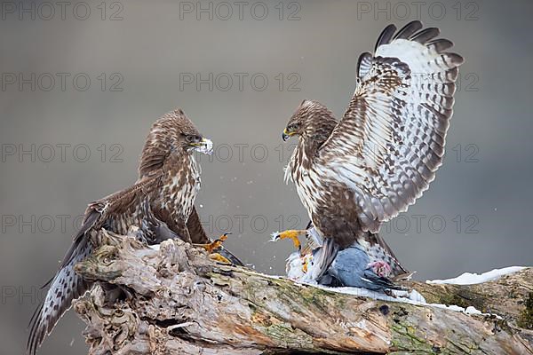 Steppe buzzard