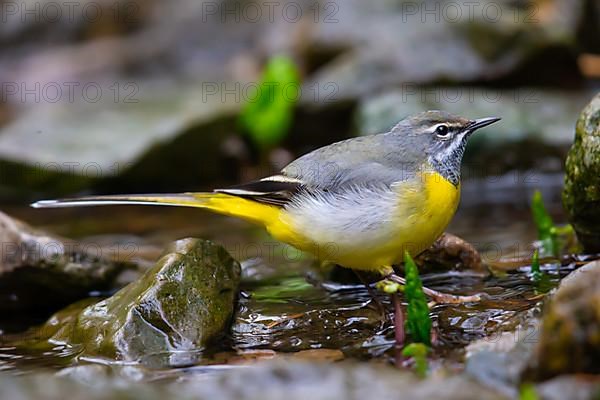 Grey Wagtail