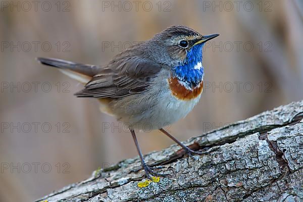 White-spotted bluethroat