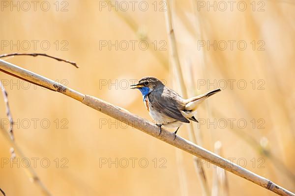 White-spotted bluethroat