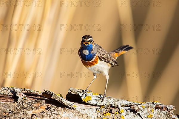 White-spotted bluethroat