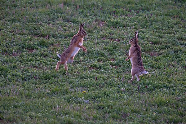 Cape hare