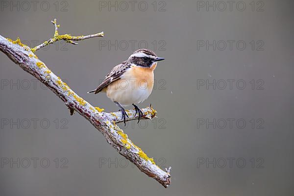 Whinchat