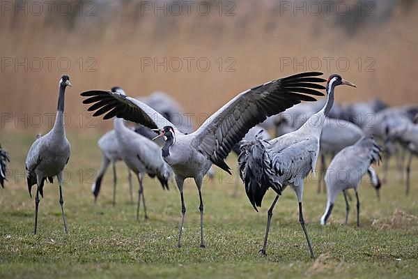 Common crane