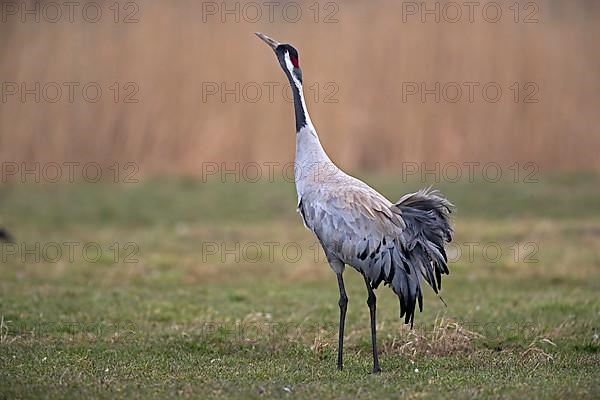 Common crane