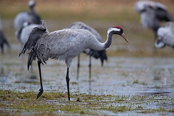 Common crane