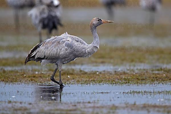 Common crane