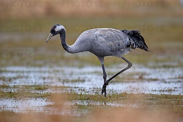 Common crane