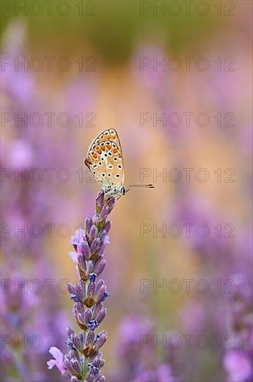 European common blue