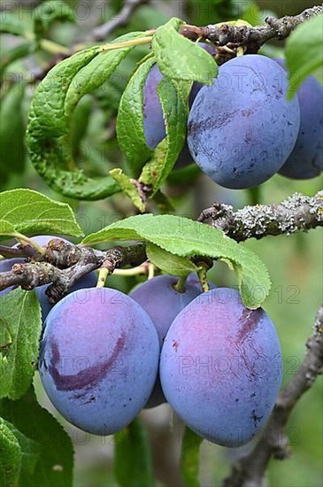 Damson