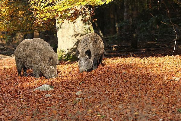 Wild boars