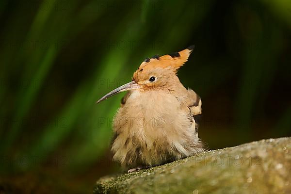 Eurasian hoopoe