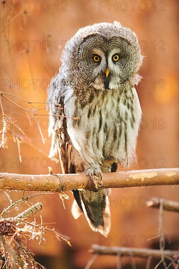 Ural owl