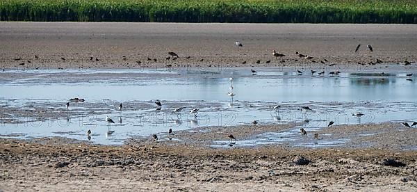 Birds at the very dry Zicksee