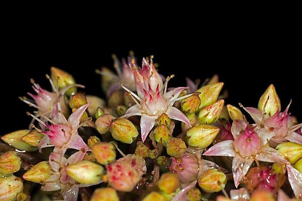 Showy stonecrop