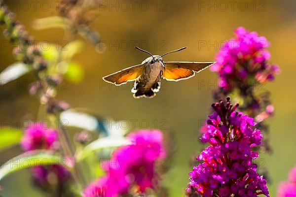 Hummingbird hawk-moth