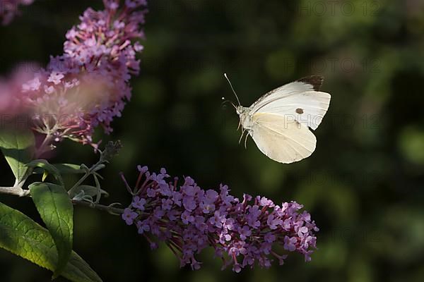 Cabbage butterfly