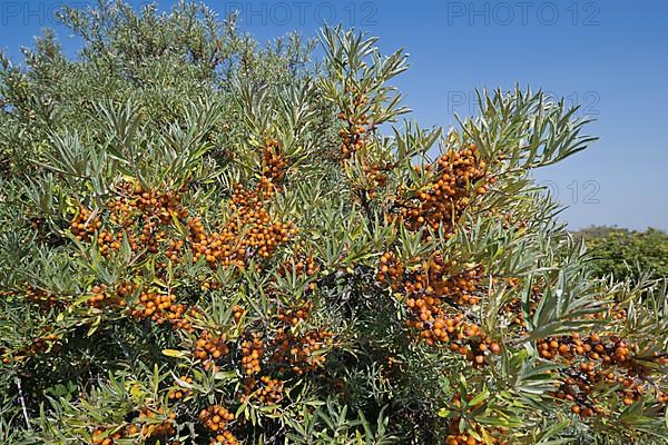 Common sea-buckthorn